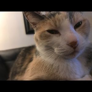 Meet your Posher, Juliet